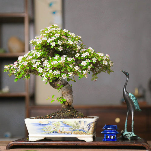荀子原生老桩造型盆景白紫檀白花红果孤品老桩基地直销送礼佳品