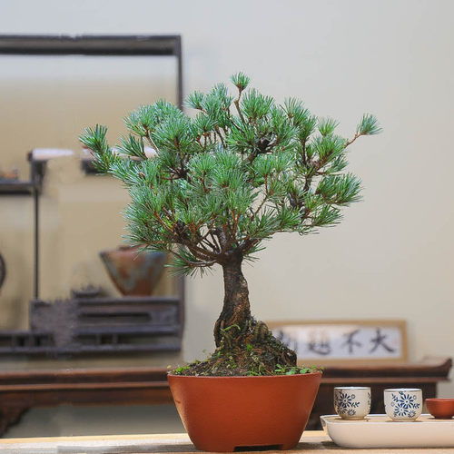 禅意精品五针松四季常青大品阳台