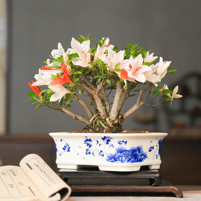 孤品皋月杜鹃花缀高颜值花色多样