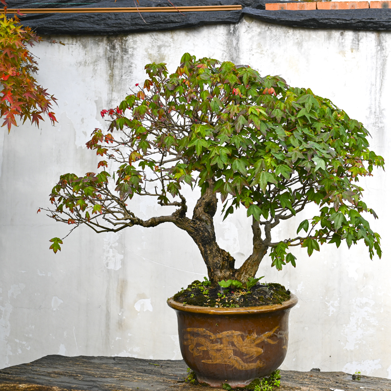 三角枫双杆造型大盆景别墅摆放