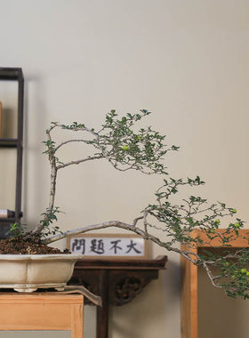 孤品大别山小叶小果山里红悬崖
