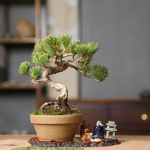 精品宫岛五针松意境中式 常青一物一拍 盆景小品好养产地直销四季