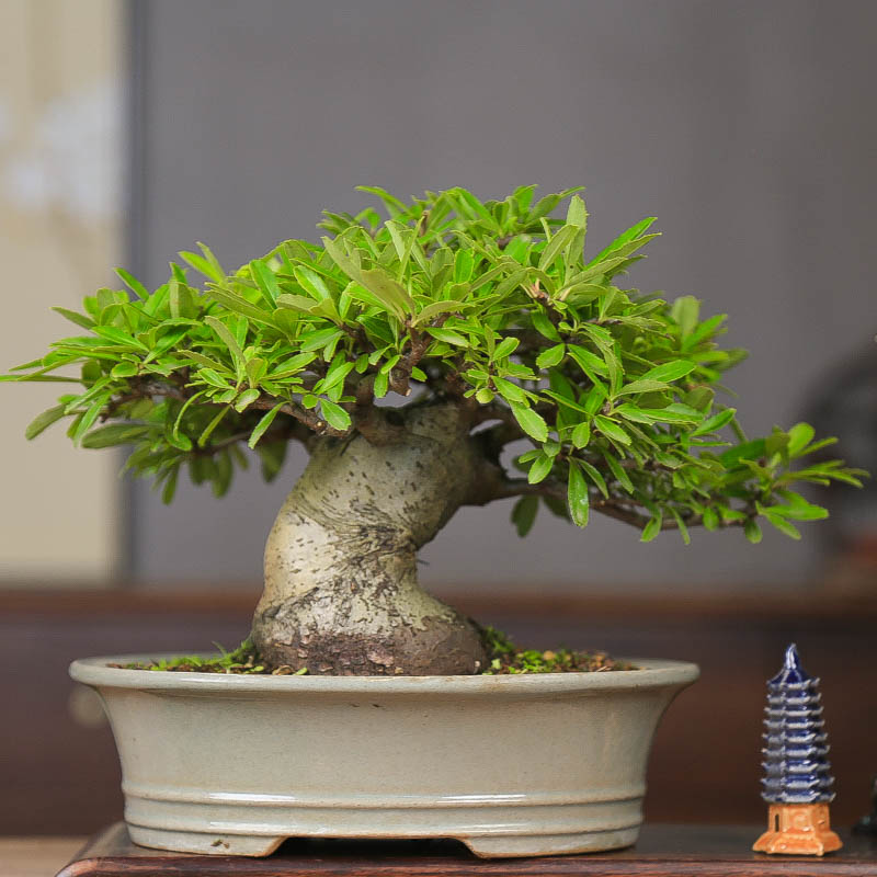 孤品矮霸火棘丰花丰果老桩盆景