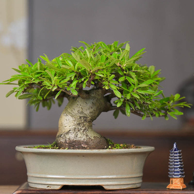 孤品矮霸火棘丰花丰果老桩盆景