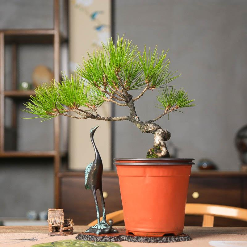 黄山松产地直销一物一拍盆景