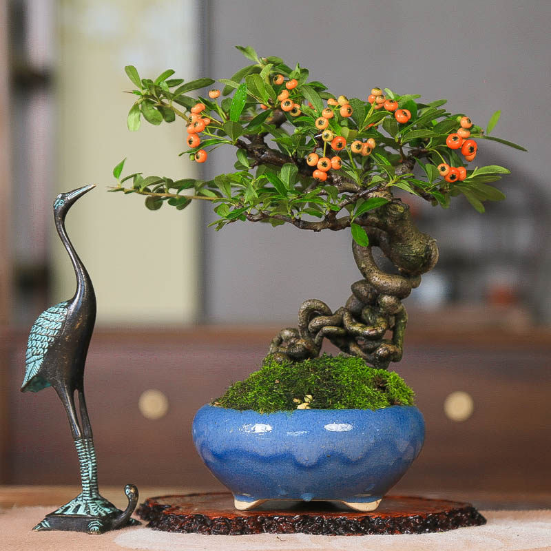 孤品韩国火棘提根造型白花红果