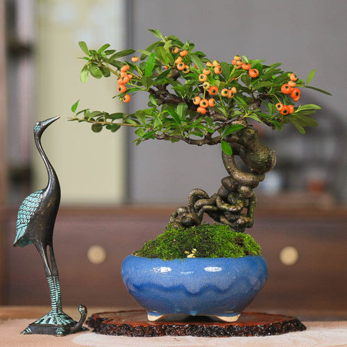 孤品韩国火棘提根造型白花红果