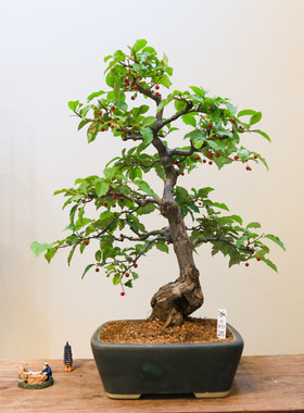 孤品小叶胡秃子观花观果盆景好养