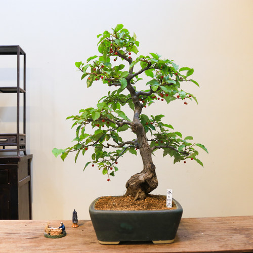 孤品小叶胡秃子观花观果盆景好养