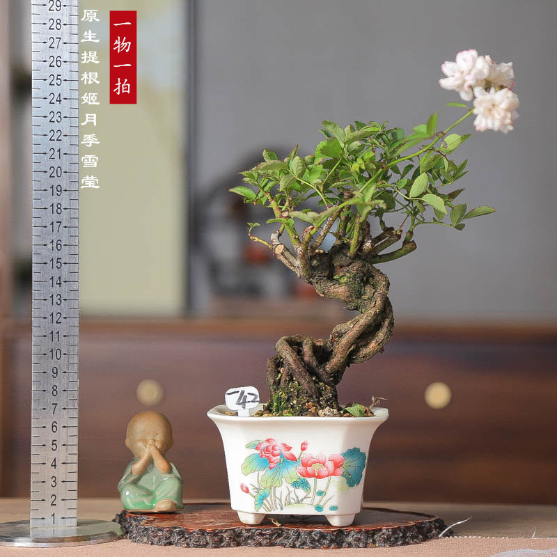 精品提根姬月季四季开花迷你盆栽日本姬玫瑰办公室茶室一物一拍