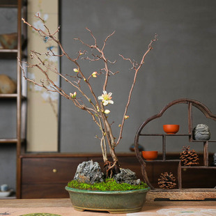 进口复色云龙梅游龙海棠稀有品种开花观叶茶室基地直销造型盆景