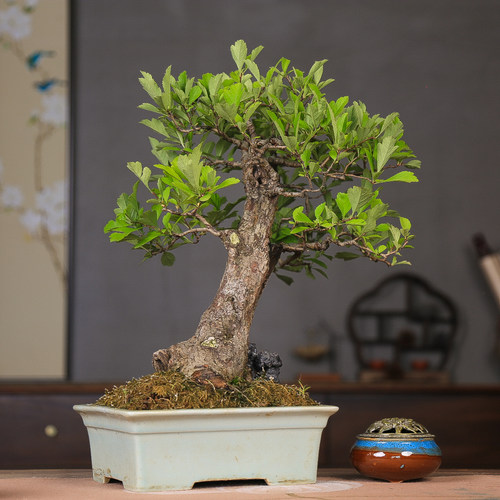 孤品大别山小叶小果山里红盆景