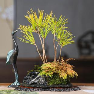 孤品山野草组合盆栽小品盆景搭配天然石片盆青龙石点缀花叶卷柏