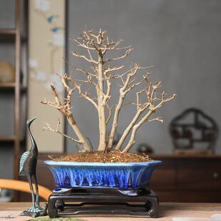 丛林三角枫唐枫一本多杆年功老桩观叶植物枫树杂木落叶一物一拍