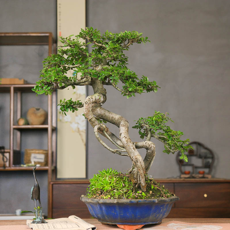 孤品小叶榔榆提根老桩造型盆景