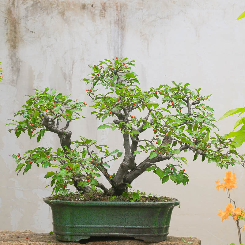 孤品小叶胡秃子高端开花挂果老桩