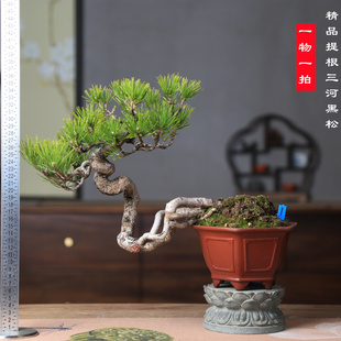精品提根三河黑松造型盆景原生老桩，客厅书房办公桌面阳台摆放