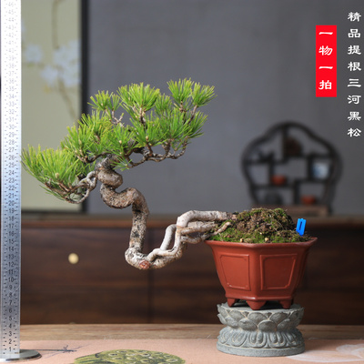 精品提根三河黑松造型盆景原生老桩，客厅书房办公桌面阳台摆放