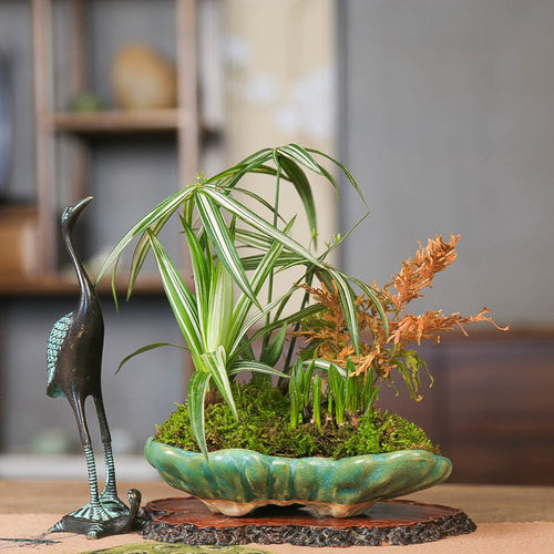 孤品姬旱伞稿麦穗花叶卷柏组合品