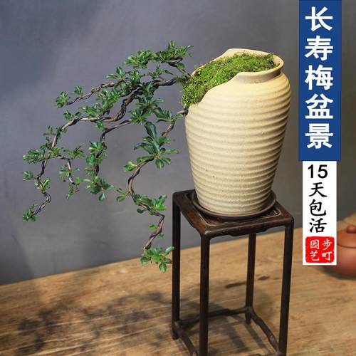 日本红花一号长寿梅盆景造型盆栽