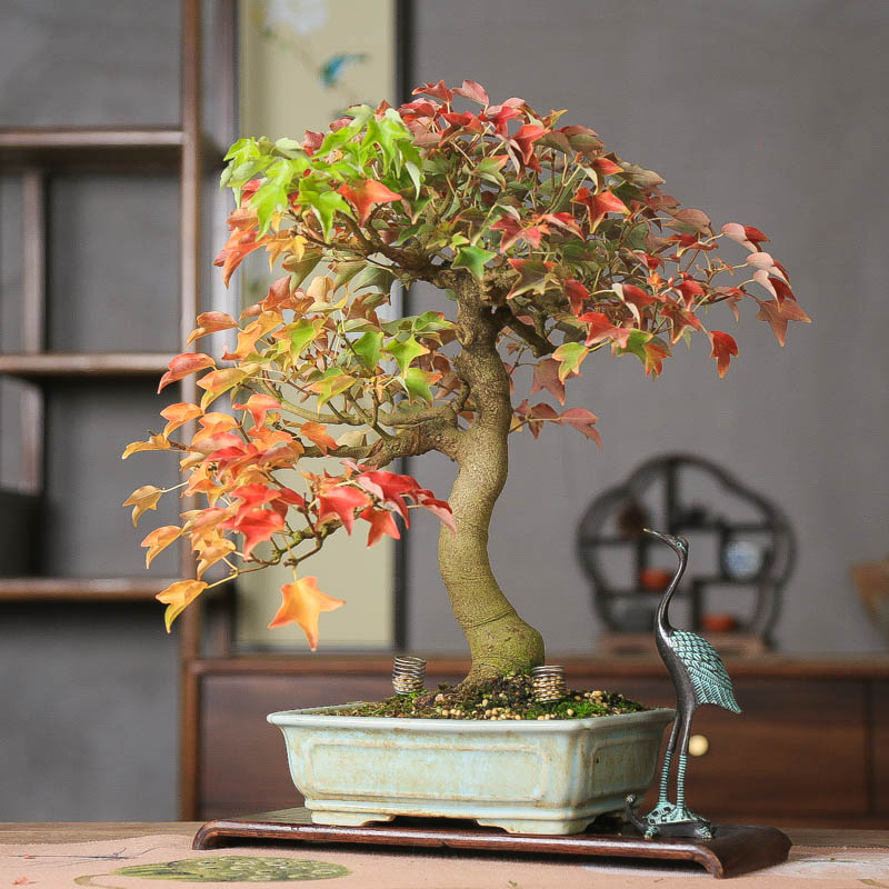 孤品宫祥枫原生红叶枫树老桩造型