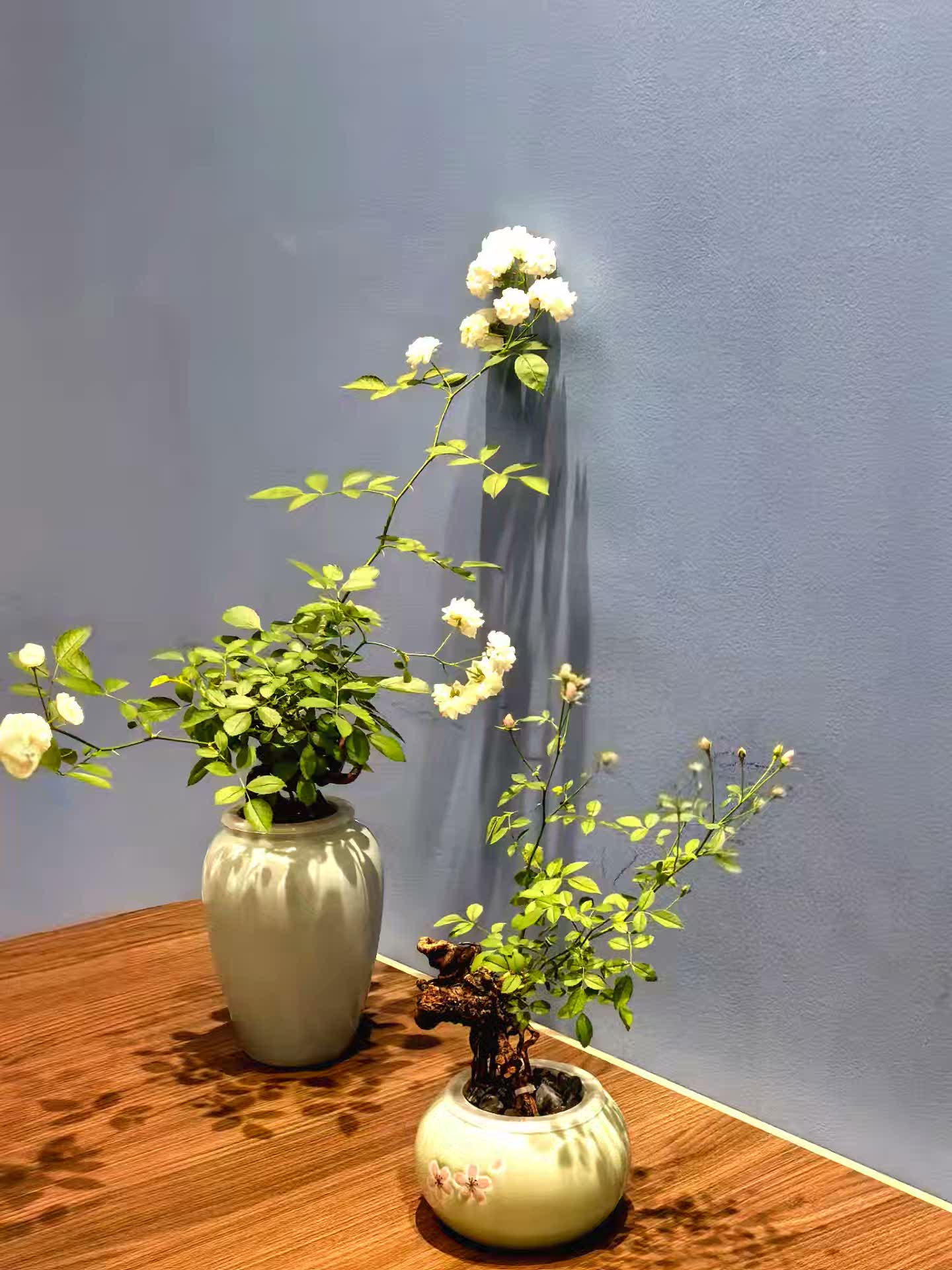 姬月季老桩日本姬乙女蔷薇室内阳台好养迷你小盆栽微景观提根盆景