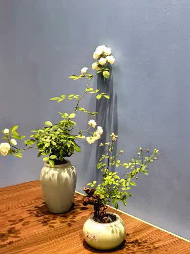 日本姬月季提根造型盆景