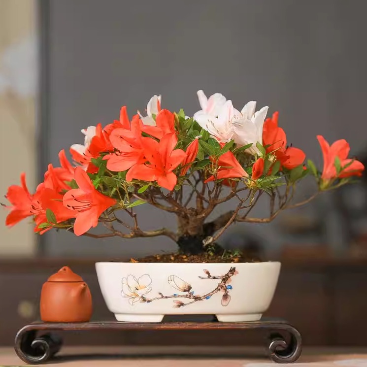 进口皋月杜鹃花缀开花复色微盆景