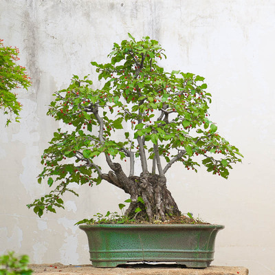 孤品小叶胡秃子开花结果老桩盆景