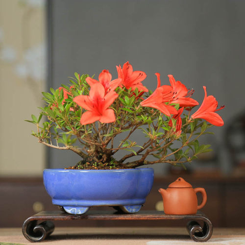 孤品皋月杜鹃花缀四季开花红花