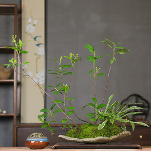 孤品进口镰炳姬玉簪组合山野草盆景鞍马石片盆观花观果好养带果