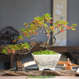 皋月杜鹃原生精品盆景开花一物一拍造型中式 盆栽阳台庭院花色丰富