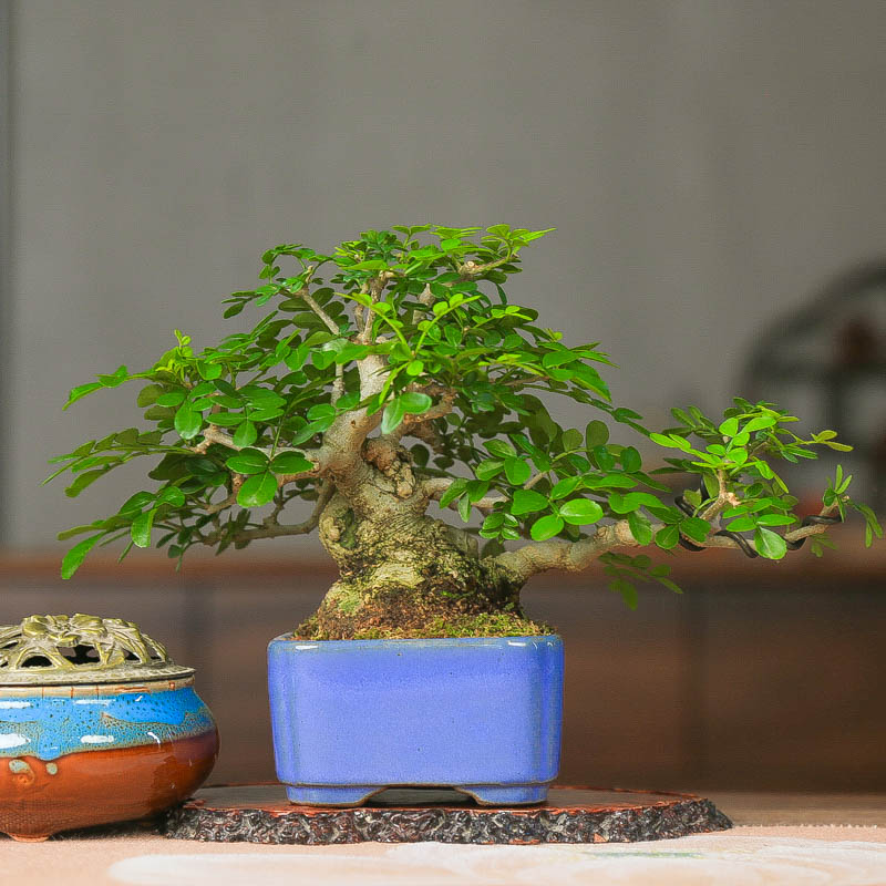 孤品矮霸对节白蜡精品矮霸盆景