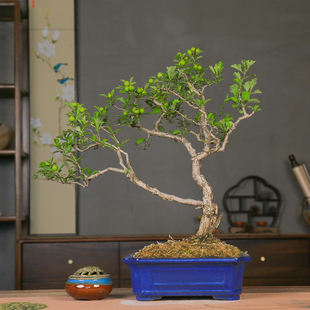 孤品大别山小叶小果山里红观花观果造型盆景老桩庭院阳台送领导