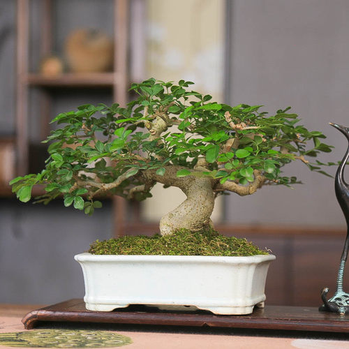 孤品对节白蜡精品小老桩矮霸盆景