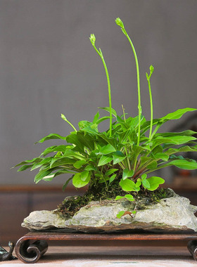 孤品进口姬玉簪开花绿色天然石头盆观赏性盆景山野草桌面摆件