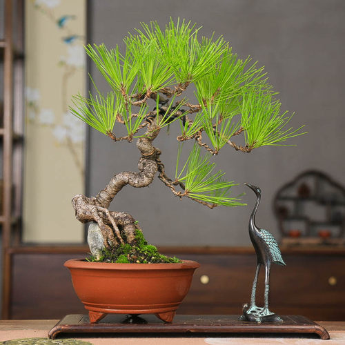 孤品原生黄山松老树爆皮造型盆景