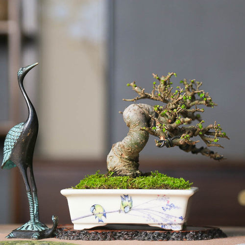 孤品小叶榔榆高端造型盆景老桩