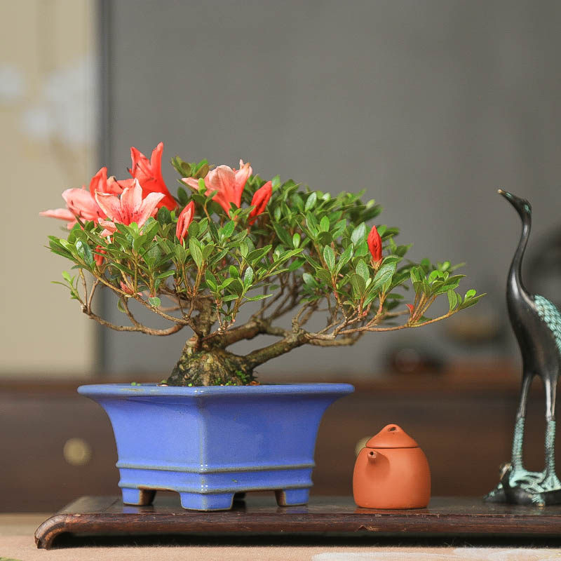 孤品皋月杜鹃花缀花色多样丰富微型造型盆景小品精品高端摆件观花,鲜花速递/花卉仿真/绿植园艺,造型盆景,淘宝优惠券,粉丝福利购,淘宝优惠卷