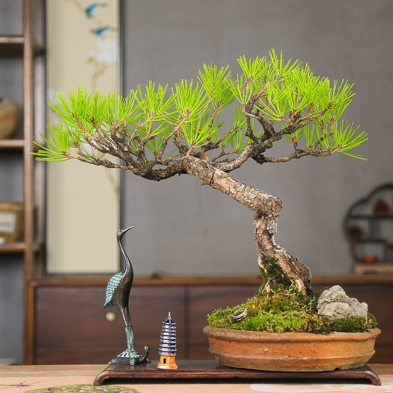 孤品原生山采附石爆皮老桩盆景