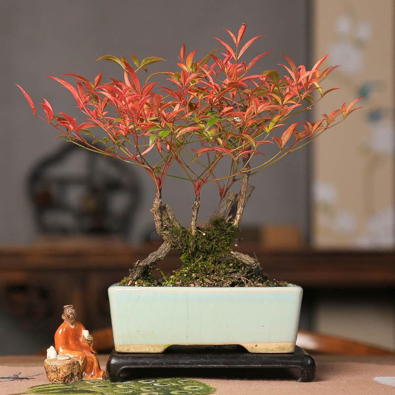 南天竹中式盆景一物一拍小盆栽