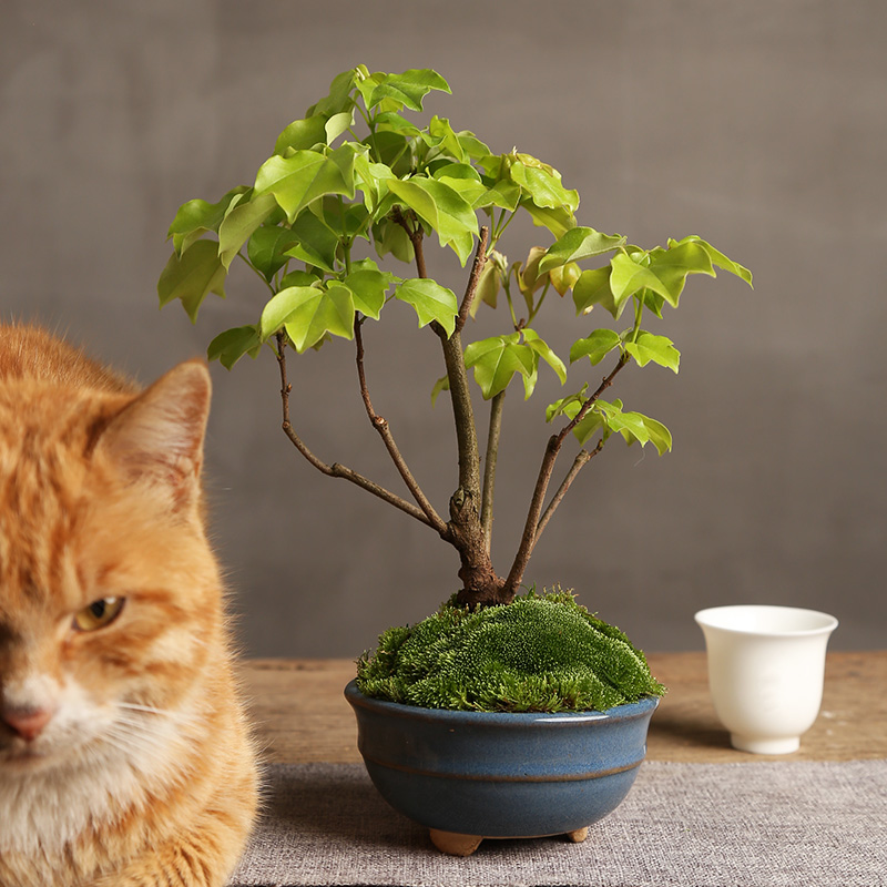 日本宫祥枫原生小苗造型绿植盆景一物一拍盆栽园艺红叶枫树老桩