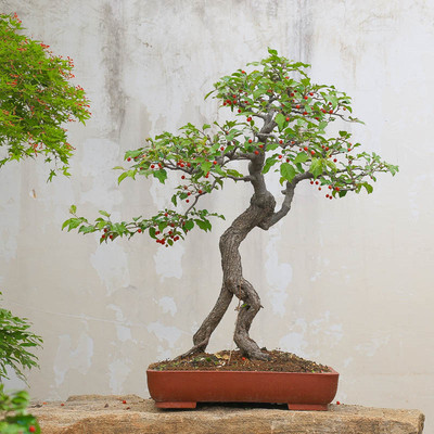 孤品小叶胡秃子满树开花挂果好养