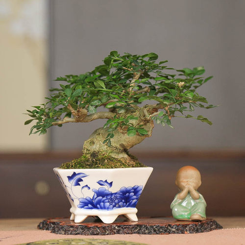 孤品小叶对节白蜡小品老桩盆景