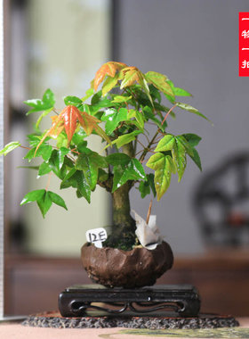 小叶三角枫唐枫微型植物