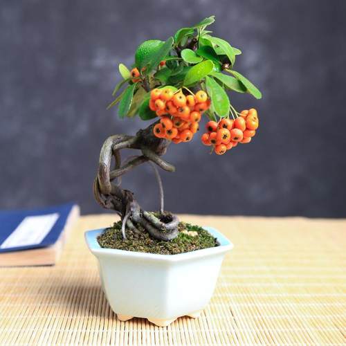 白花红果火棘提根造型盆景小老桩