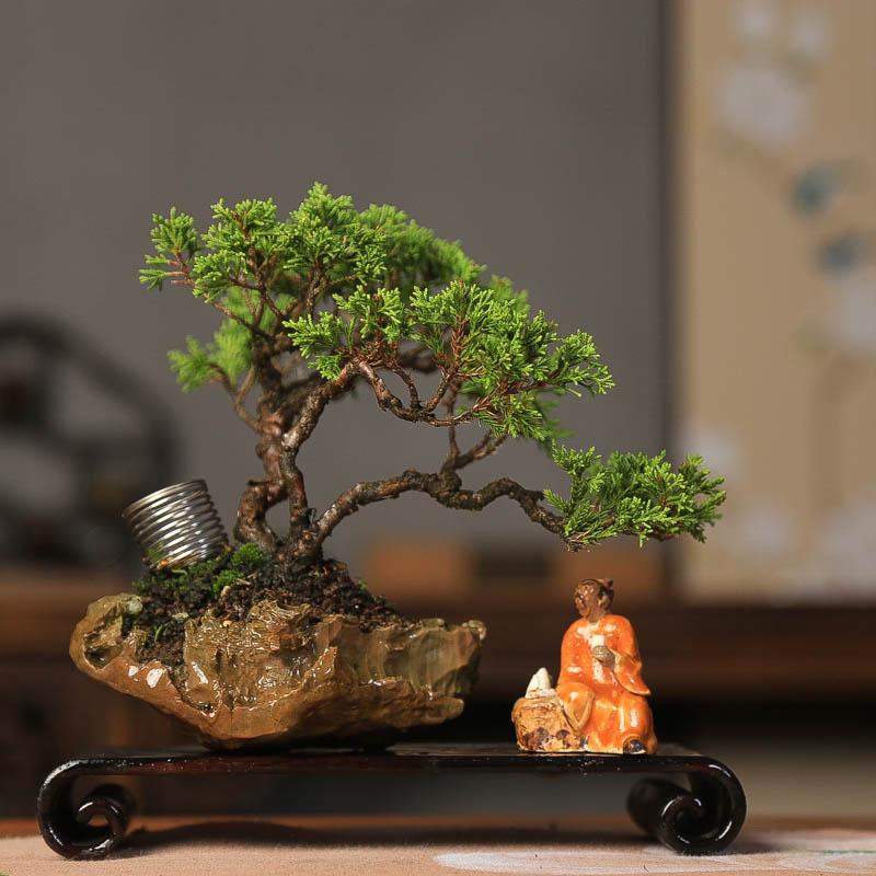 一本多杆系鱼川真柏孤品高档盆景