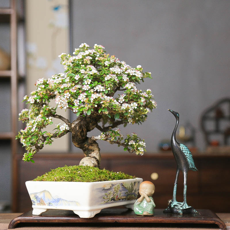 白花荀子精致造型开花挂果盆景