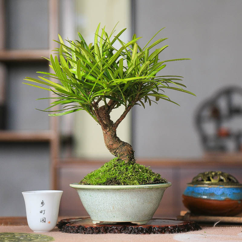 矮霸罗汉松精品盆景高端绿植室内