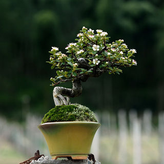 微型盆景植物荀子一物一拍造型提根盆栽观花观果米叶室内阳台好养